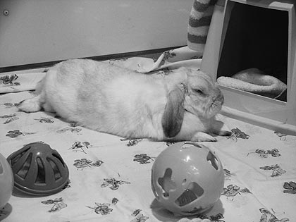 Fifteen Animals Find Forever Homes at SVACA's Adoptathon