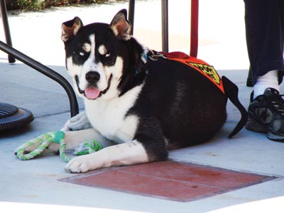 Dogs, Cats Wag and Purr Their Way to New Homes