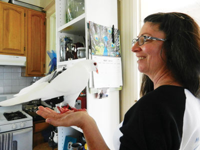 Protection Pigeons and Doves From a Deadly Fate