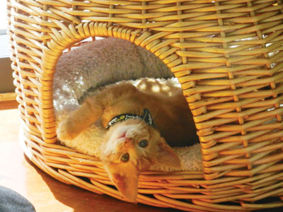 SVACA Finds Homes for Furry Friends