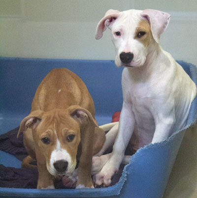 SVACA's Annual Event Finds Homes for Homeless Animals