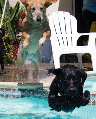 It's a Dog's Life at Santa Clara Event