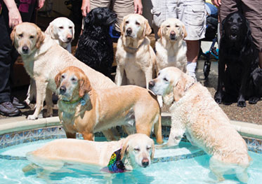 It's a Dog's Life at Santa Clara Event