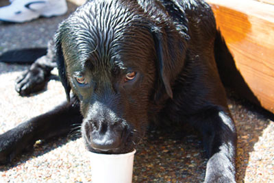 It's a Dog's Life at Santa Clara Event