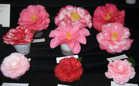 Winter Beauties Star at 72nd Camellia Show