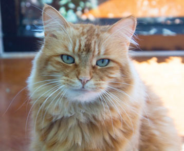 SVACA Participates in Nationwide Adoption Event