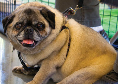 Seventh Heaven for SVACA