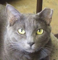 Feral Freedom Saving Lives at SVACA