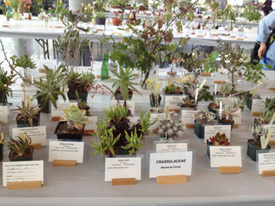 Mission College Hosts Wildflower Show
