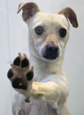 SVACA Holds Adoption Event, Saves Lives