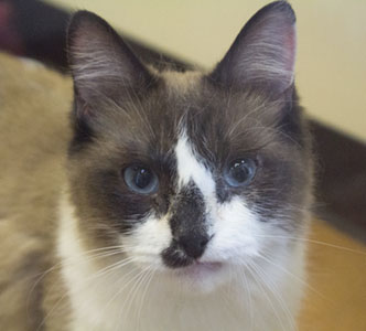 SVACA Holds Adoption Event, Saves Lives