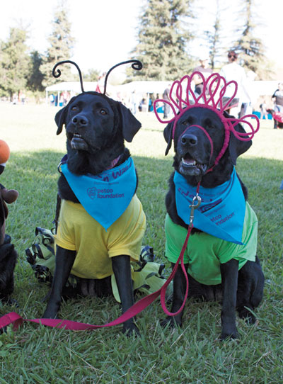 Walk ‘n Wag Raises Funds for HSSV