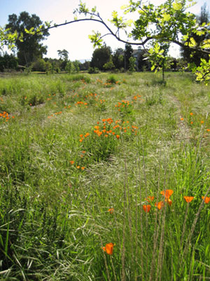 Wildflowers in Bright Bloom at Ulistac Natural Area