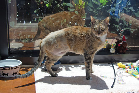 Aloha Adoptions at SVACA