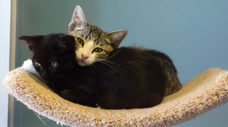 Aloha Adoptions at SVACA