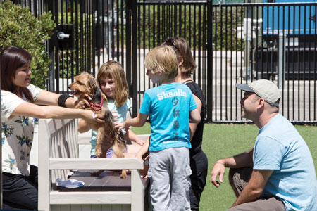 Aloha Adoptions at SVACA