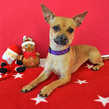 Humane Society Silicon Valley and Shelter First Partners Announce 2014 Home for the Holidays Program