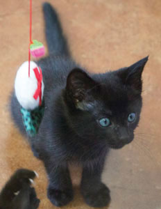 SVACA Finds Homes for Homeless Animals, Needs Fosters SVACA Finds Homes for Homeless Animals, Needs Fosters