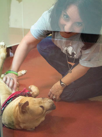 SVACA Finds Homes for Homeless Animals, Needs Fosters SVACA Finds Homes for Homeless Animals, Needs Fosters