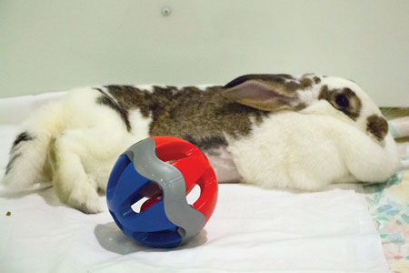 SVACA Holds Holiday-Themed Adoption Event SVACA Holds Holiday-Themed Adoption Event