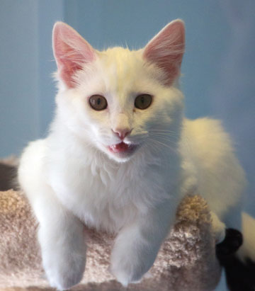 SVACA Holds Holiday-Themed Adoption Event SVACA Holds Holiday-Themed Adoption Event