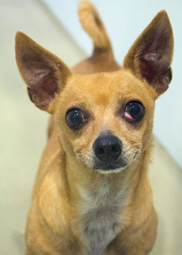 SVACA Holds Holiday-Themed Adoption Event SVACA Holds Holiday-Themed Adoption Event