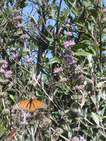 Wildflower Day at Ulistac