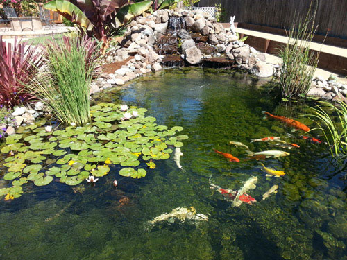 Santa Clara Valley Koi and Water Garden Club Welcomes New Members Santa Clara Valley Koi and Water Garden Club Welcomes New Members