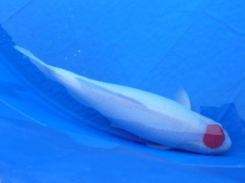 Santa Clara Valley Koi and Water Garden Club Welcomes New Members Santa Clara Valley Koi and Water Garden Club Welcomes New Members