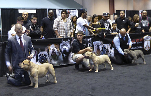 Have You Ever Seen a Big Bully? Have You Ever Seen a Big Bully?