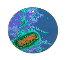 The Santa Clara Weekly's Holiday Gift Guide The Santa Clara Weekly's Holiday Gift Guide