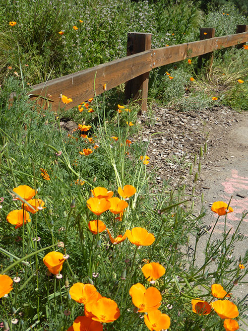 Ulistac Natural Area – Where the Wildflowers Miraculously Grow Ulistac Natural Area – Where the Wildflowers Miraculously Grow