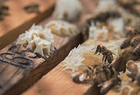 Area beekeepers implore city to allow apiaries, city responds