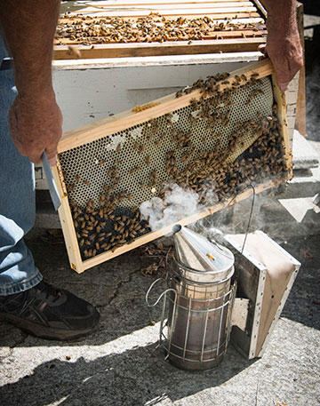 Area beekeepers implore city to allow apiaries, city responds Area beekeepers implore city to allow apiaries, city responds