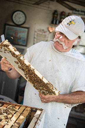 Area beekeepers implore city to allow apiaries, city responds