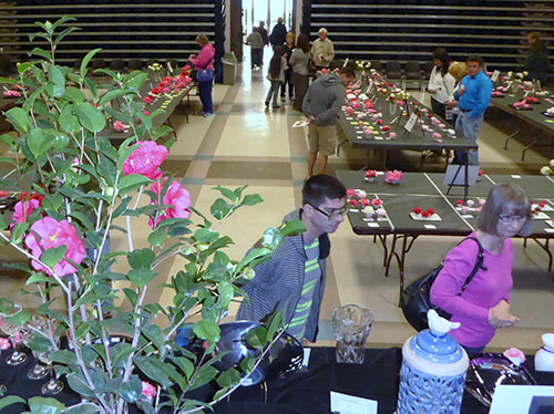 Camellias and Birthday Cake at 75th Annual Camellia Show Camellias and Birthday Cake at 75th Annual Camellia Show