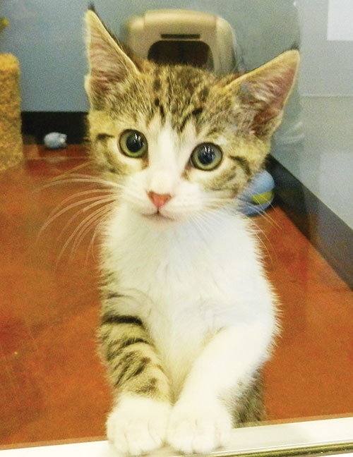 SVACA's Continues No Kill Numbers, Needs Fosters