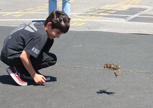 Frogs Go Hippity Hop at Sutter Elementary School's 52nd Annual Frog Jump Frogs Go Hippity Hop at Sutter Elementary School's 52nd Annual Frog Jump
