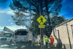 Winds caused Historic Trees to Fall